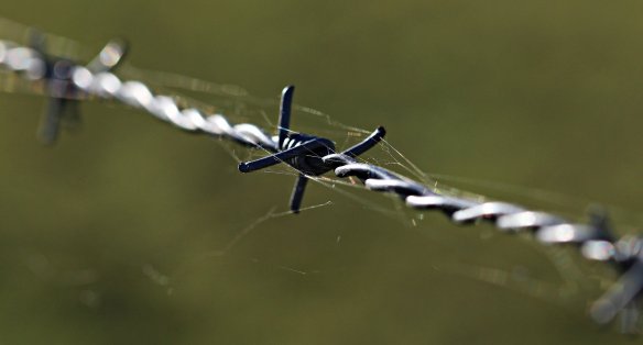 barbed-wire-1785533_1920